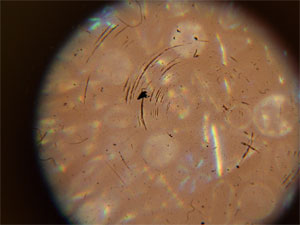 Resolution of Microscope No. 276; Lens Grinding marks
